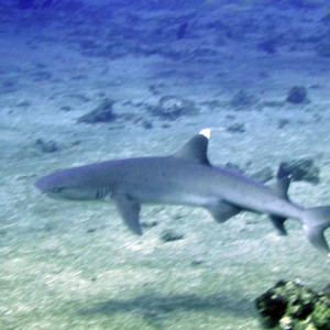 White tip reef shark