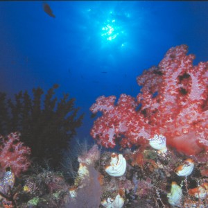 Soft Coral in PNG