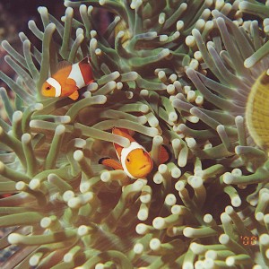 Nemo and Father
