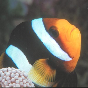 Nemo Closeup