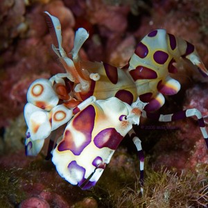 Harlequin Beauty