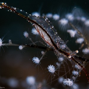 hydroidshrimp01_DSC5739