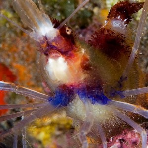 Banded Coral Shrimp with eggs