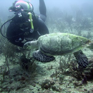 Scubakevdm and a hawksbill turtle (3)