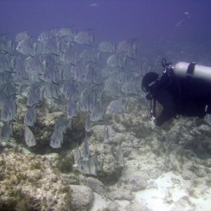 Atlantic Spadefish