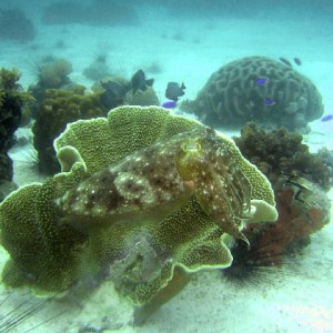Cuttlefish (Sepia Officinalis)