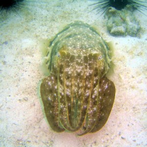 Cuttlefish (Sepia Officinalis)