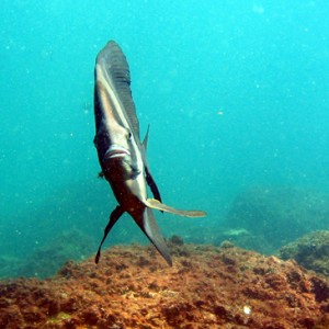 Bat Fish