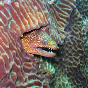 Moray