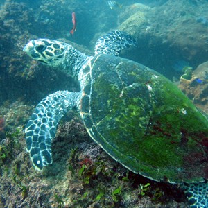 Turtle 1