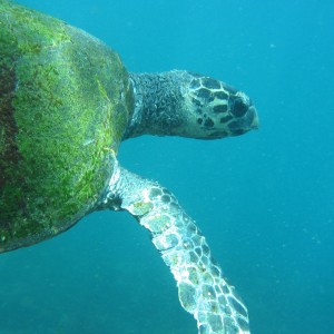 Turtle 2