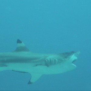 Truk Lagoon - Blacktip Reef Shark (sneezing from people allergies)