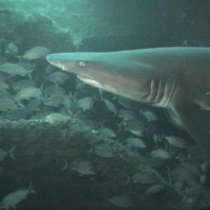 North Carolina - Wreck Diving - Sand Tiger Shark