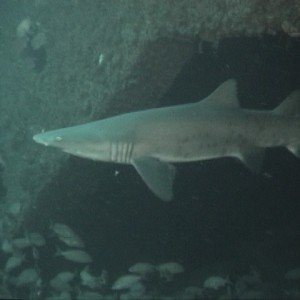 North Carolina - Wreck Diving - Sand Tiger Shark II