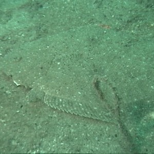 North Carolina - Wreck Diving - Flounder