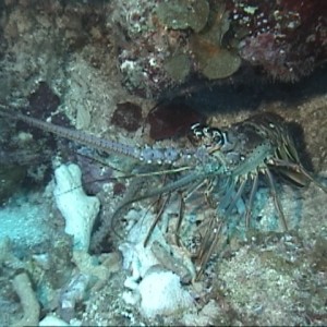 Roatan - Lobster