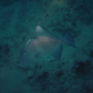 triggerFish1