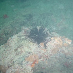 Spiny Sea Urchin