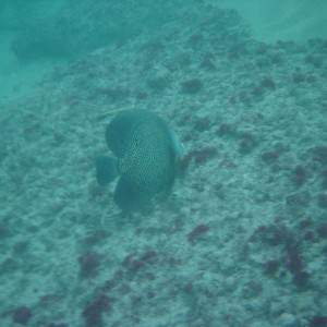 French Angelfish