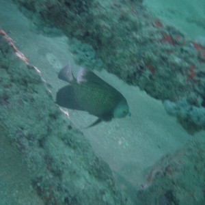 French Angelfish