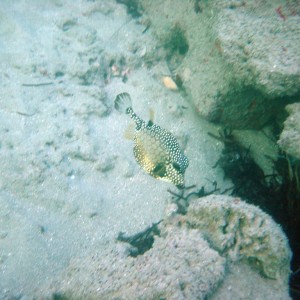 Smooth Trunkfish