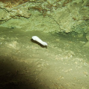 Blind cavefish