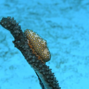 Flamingo Tongue