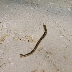 Pipefish