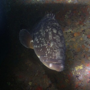 Friendly grouper