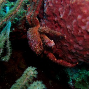 Crab on Coral