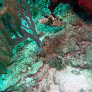 Trunk Fish