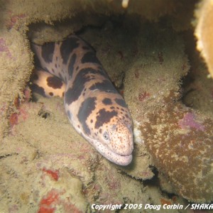 "Tiger Moray in reef"
