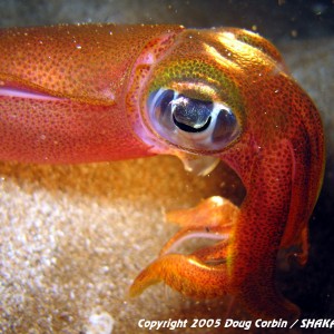 "Hawaiian Reef Squid"