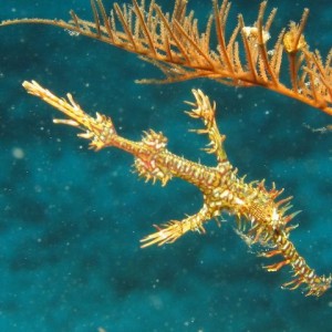 Ornate ghost pipefish