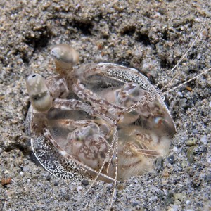 Mantis Shrimp in a hole