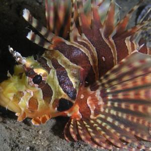 Colorful Lionfish