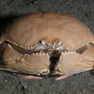 Box Crab