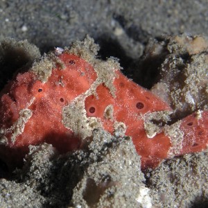 Red Frogfish