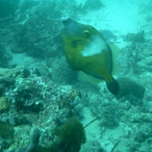 Turtle reef, Pompano Beach, Fla