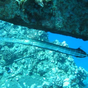 trumpet fish