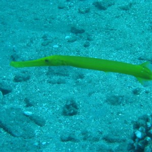 yellow  phase trumpet fish