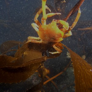 kelp crab at night