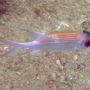 RMS Rhone - Squirrelfish parasite