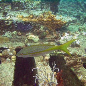 RMS Rhone - My other dive buddy2