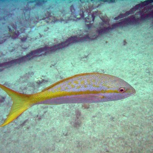 RMS Rhone - My other dive buddy