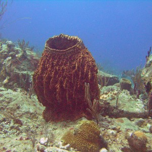 RMS Rhone - Barrel Sponge