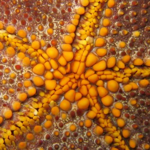 Abstract of Starfish