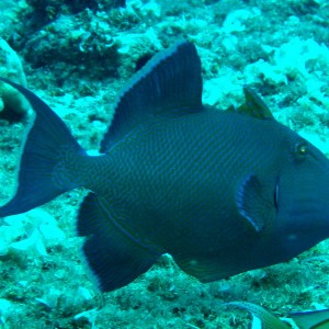 Blue Triggerfish