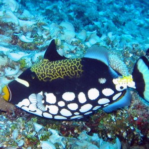 Clown Triggerfish