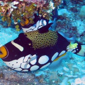 Clown Triggerfish's (Proof of Two :-)